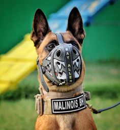 Alpha Buckle Dog Collar